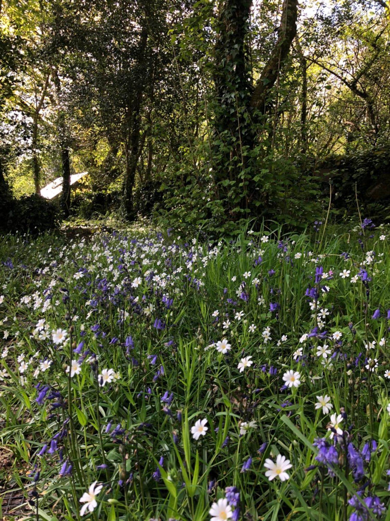 Sligo Forest Retreat 外观 照片