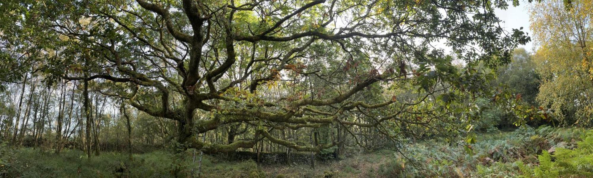 Sligo Forest Retreat 外观 照片
